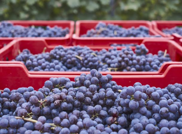 A shot of harvested grapes in special red  boxes