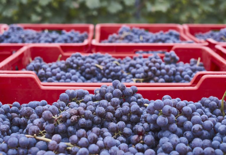 A shot of harvested grapes in special red  boxes